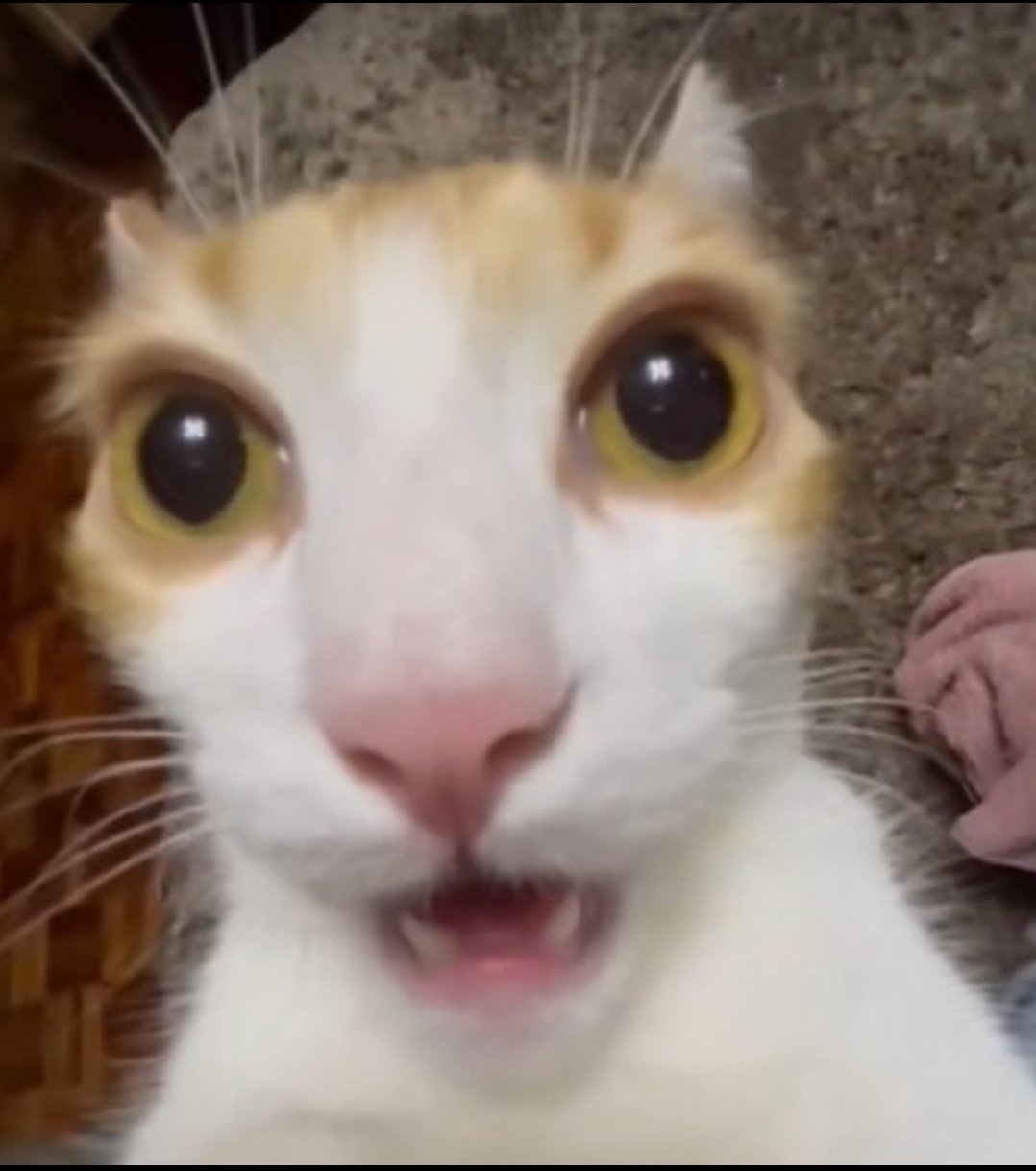 Gato assustado